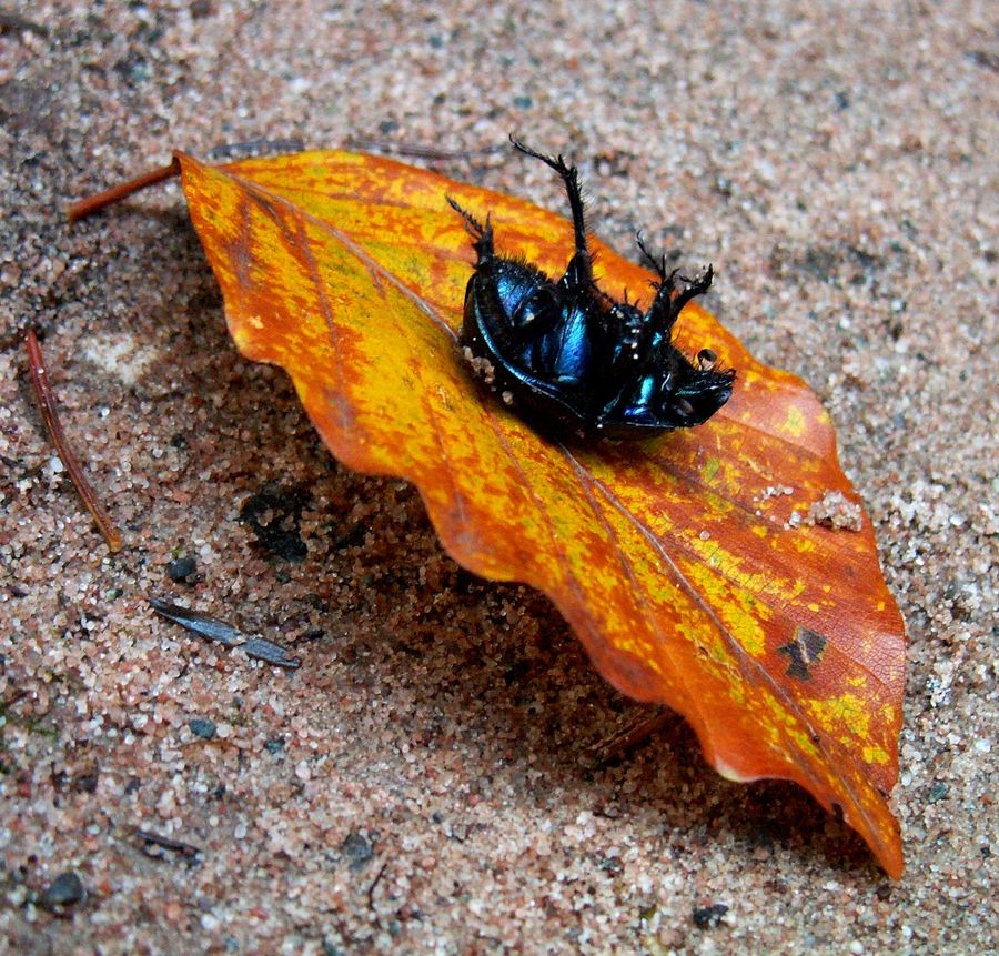 Schwarzseher oder Blaumacher?