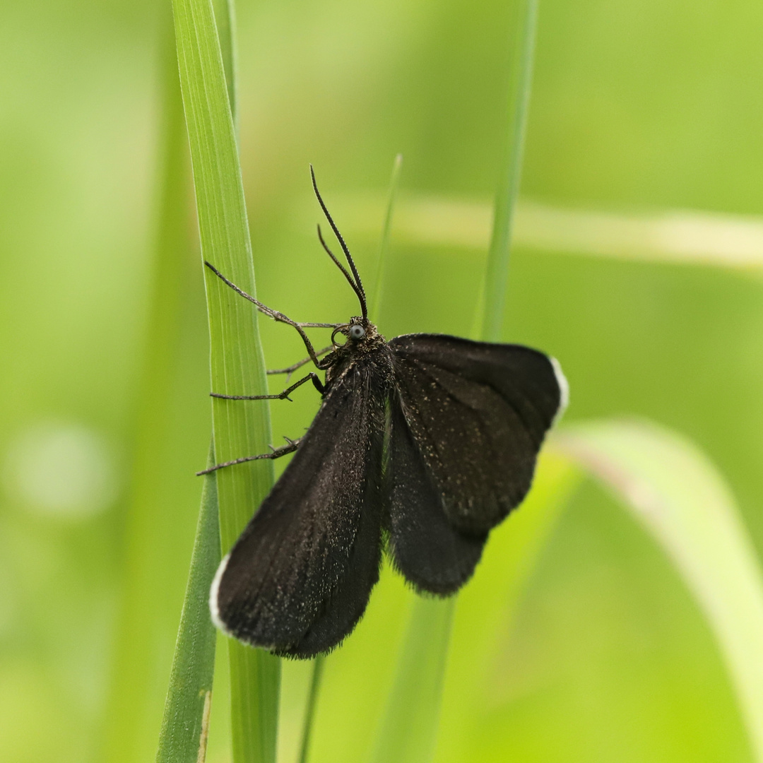 Schwarzspanner (2018_06_16_EOS 6D Mark II_4357_ji)