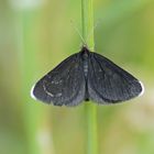 Schwarzspanner (Odezia atrata)