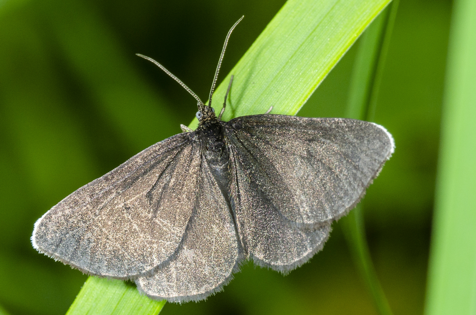 Schwarzspanner (Odezia atrata)