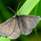 Schwarzspanner (Odezia atrata)