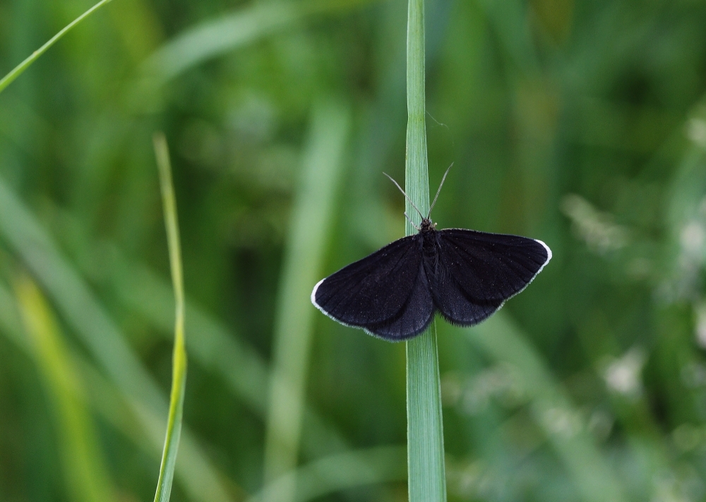 Schwarzspanner (Odezia atrata)