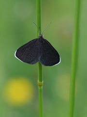 Schwarzspanner (Odezia atrata)