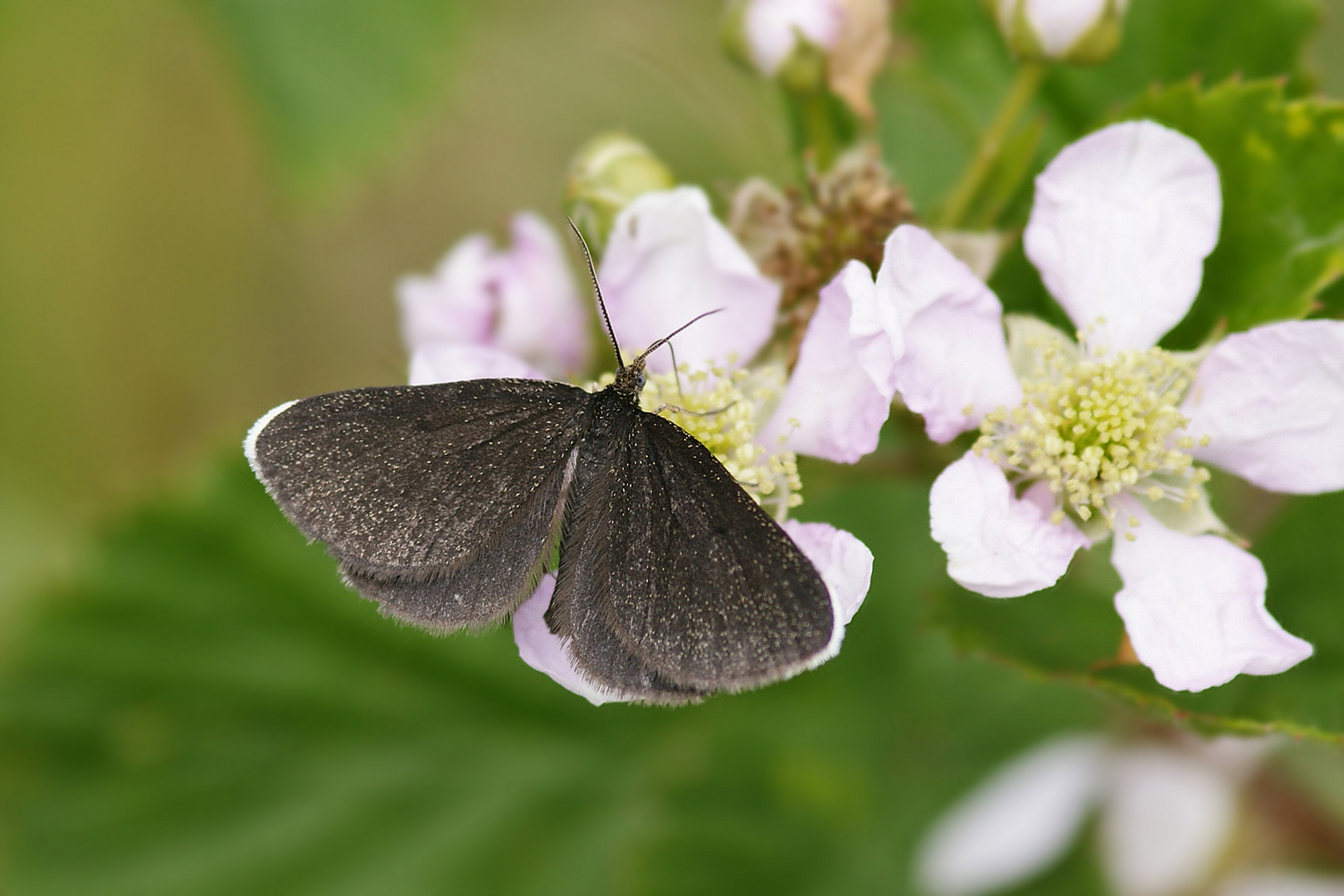 Schwarzspanner (Odezia atrata)