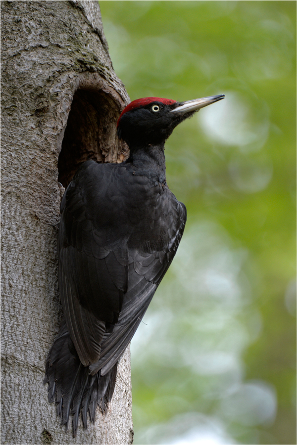 Schwarzspecht Foto & Bild tiere, wildlife, wild lebende vögel Bilder
