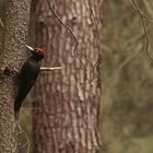 Schwarzspecht-am-Baum