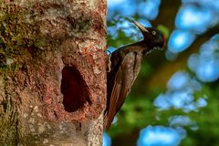 Schwarzspecht am Höhlenbaum