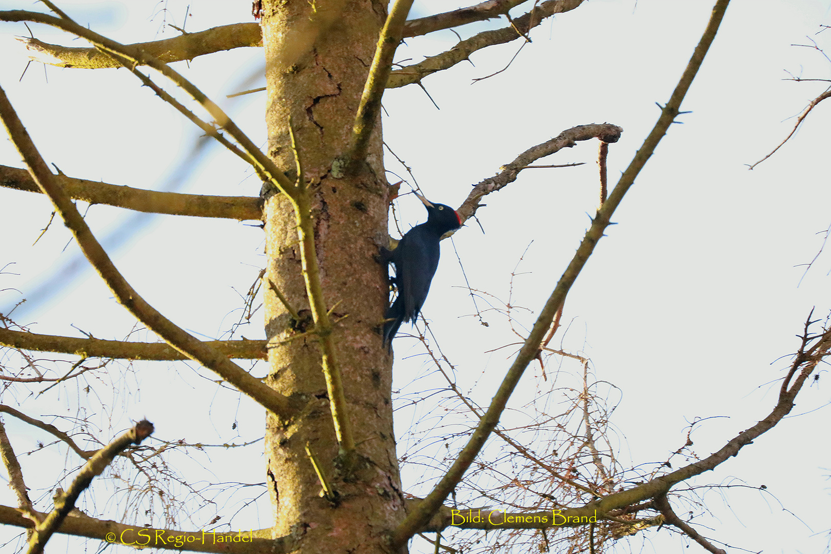 Schwarzspecht an Baum