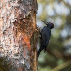 Schwarzspecht aus dem Diersfordter Wald