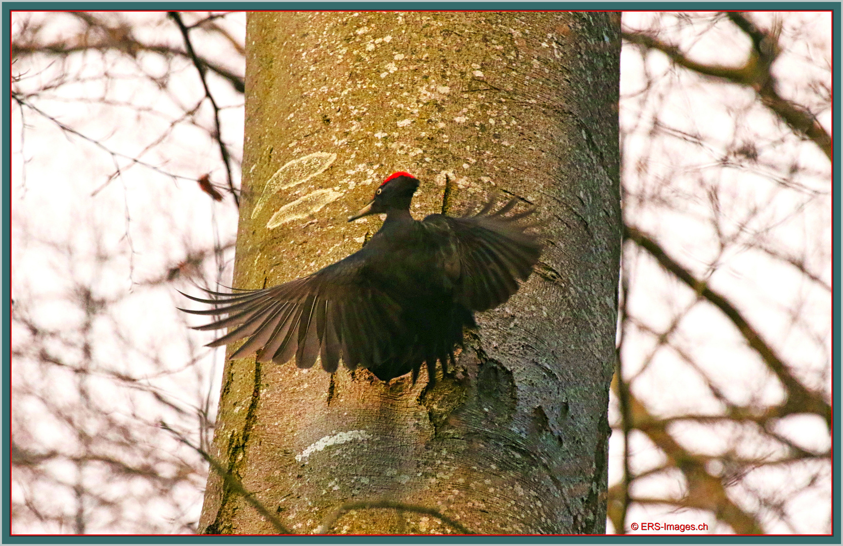 Schwarzspecht Black Woodpecker 2020-02-14 024 Picchio nero © 