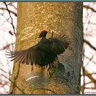 Schwarzspecht Black Woodpecker 2020-02-14 024 Picchio nero © 