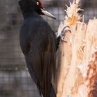 Schwarzspecht / Black Woodpecker