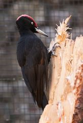 Schwarzspecht / Black Woodpecker