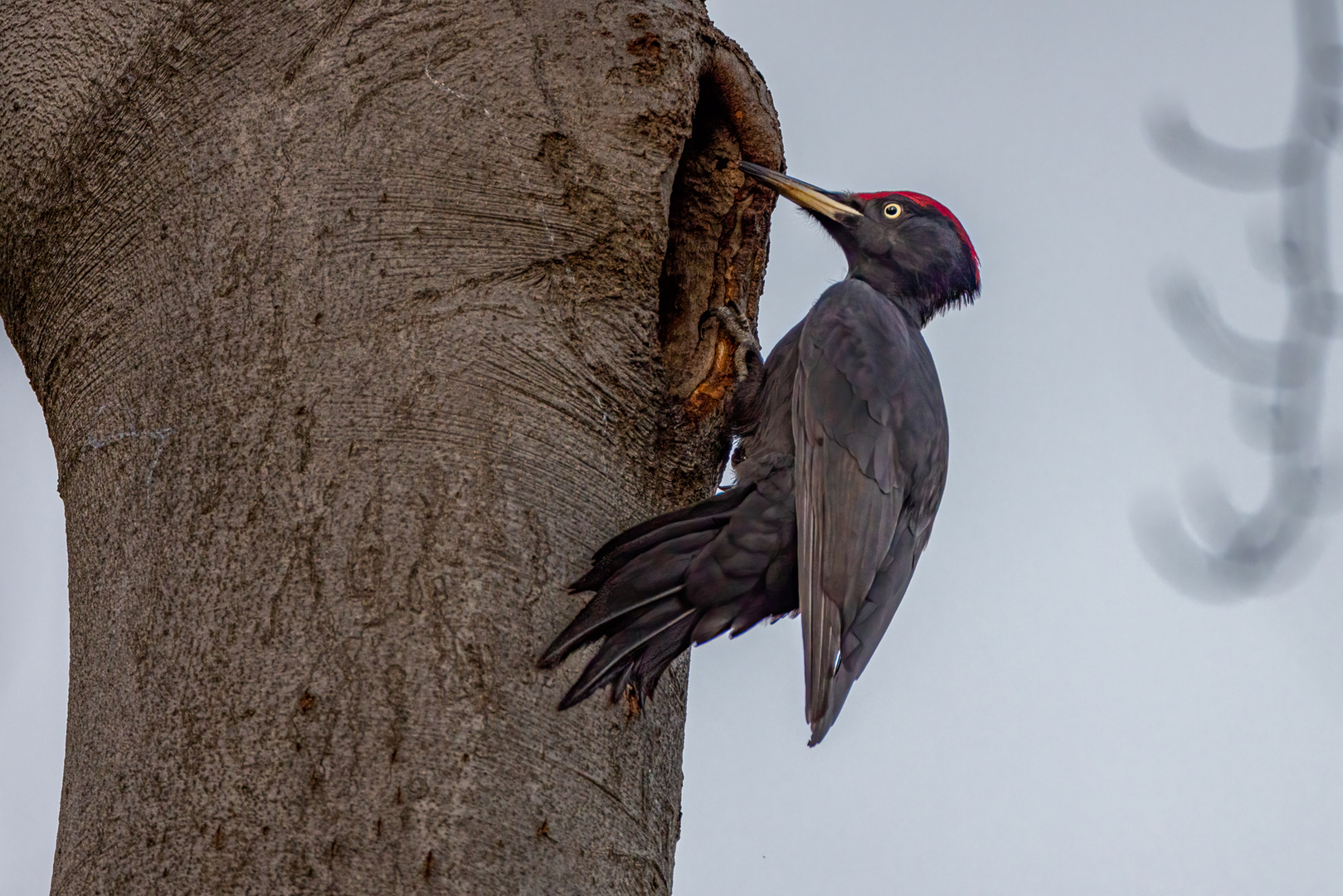 Schwarzspecht (Black Woodpecker)