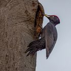 Schwarzspecht (Black Woodpecker)