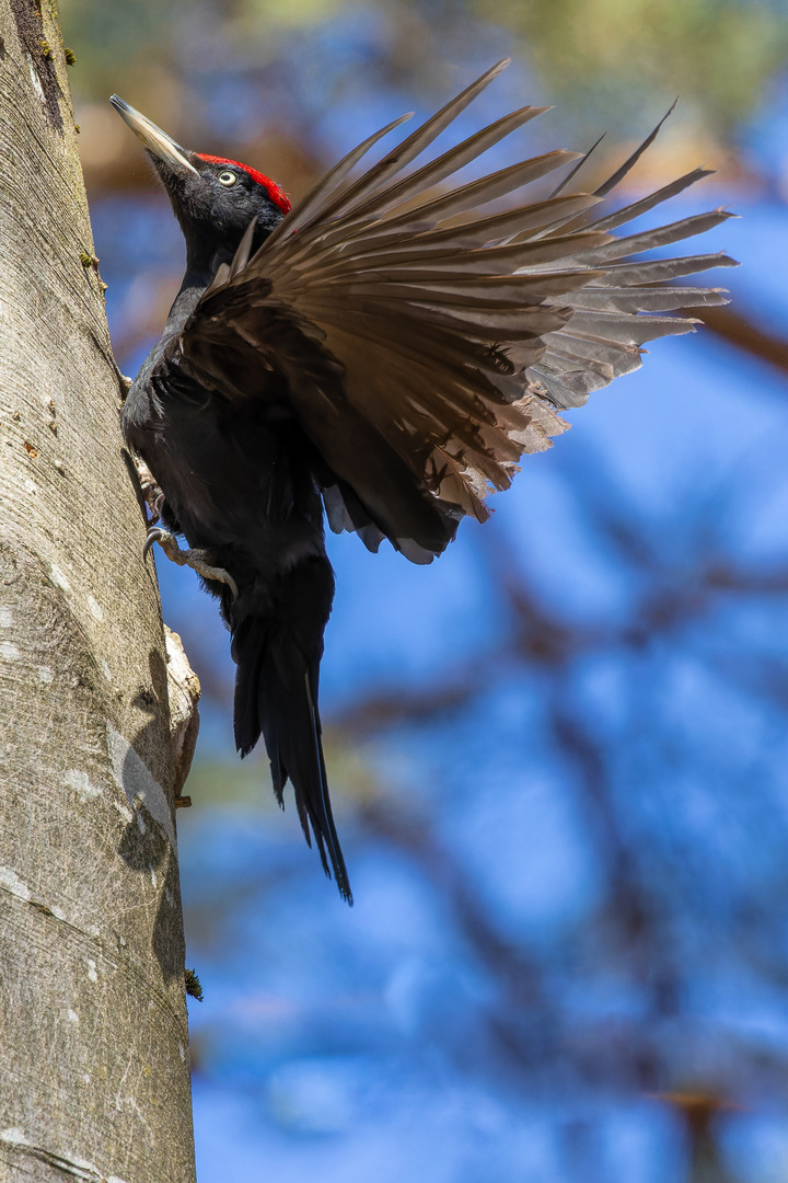 Schwarzspecht (Dryocopus Martins)