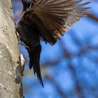 Schwarzspecht (Dryocopus Martins)