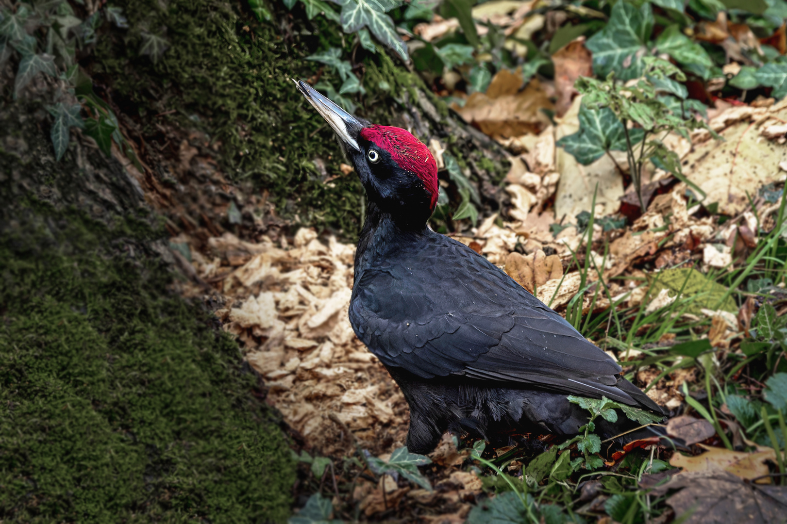   Schwarzspecht (Dryocopus martius)