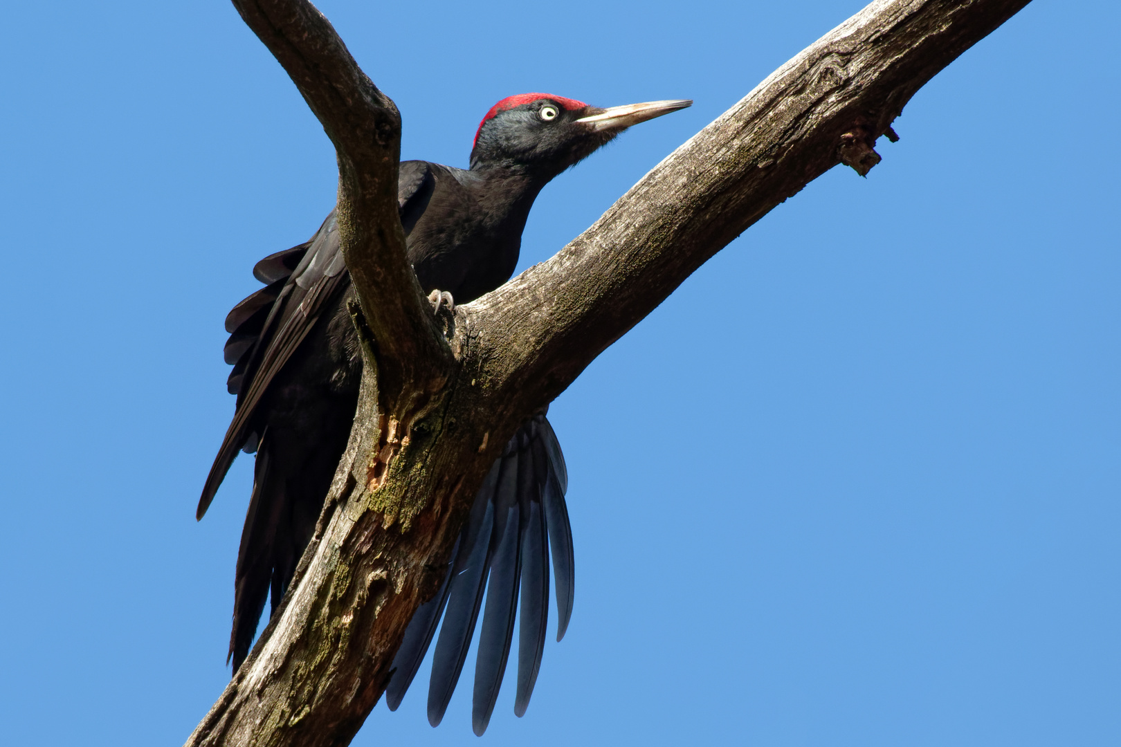 Schwarzspecht (Dryocopus martius) 