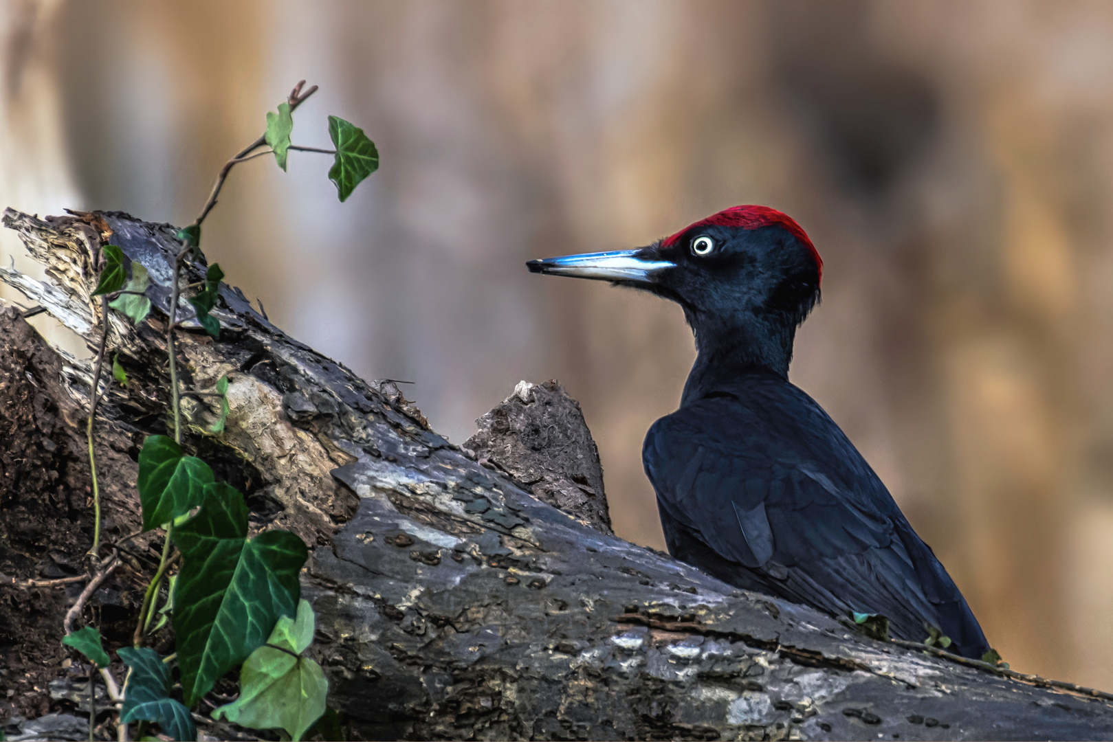 Schwarzspecht (Dryocopus martius)