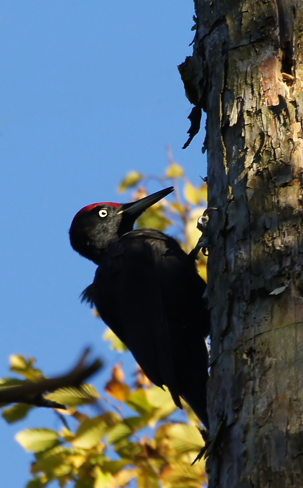 Schwarzspecht (Dryocopus martius)