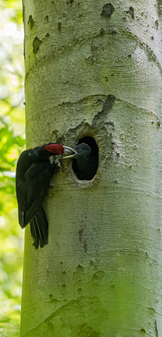 Schwarzspecht (Dryocopus martius)