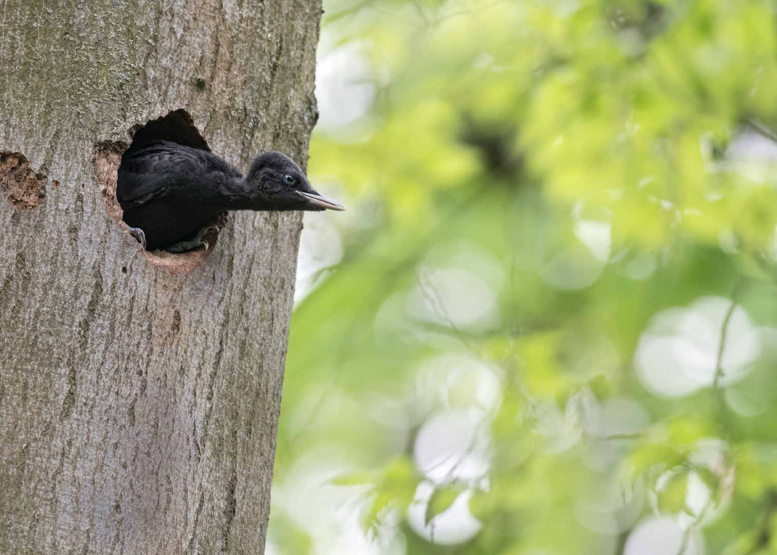 Schwarzspecht (Dryocopus martius)