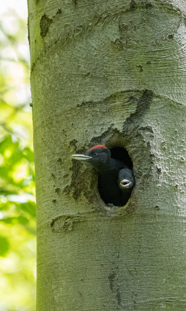 Schwarzspecht (Dryocopus martius)