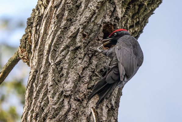  Schwarzspecht (Dryocopus martius)