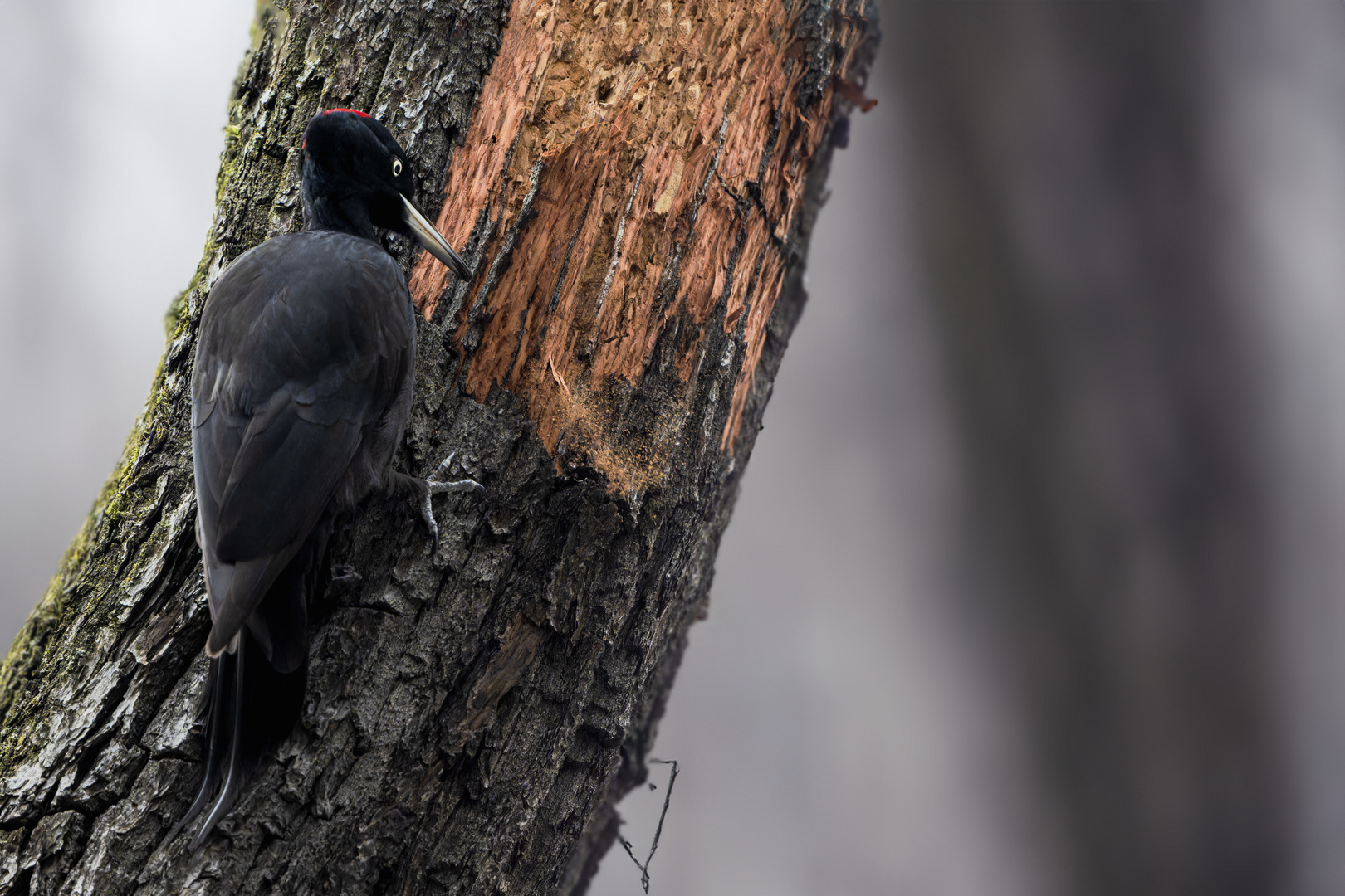 Schwarzspecht (Dryocopus martius)