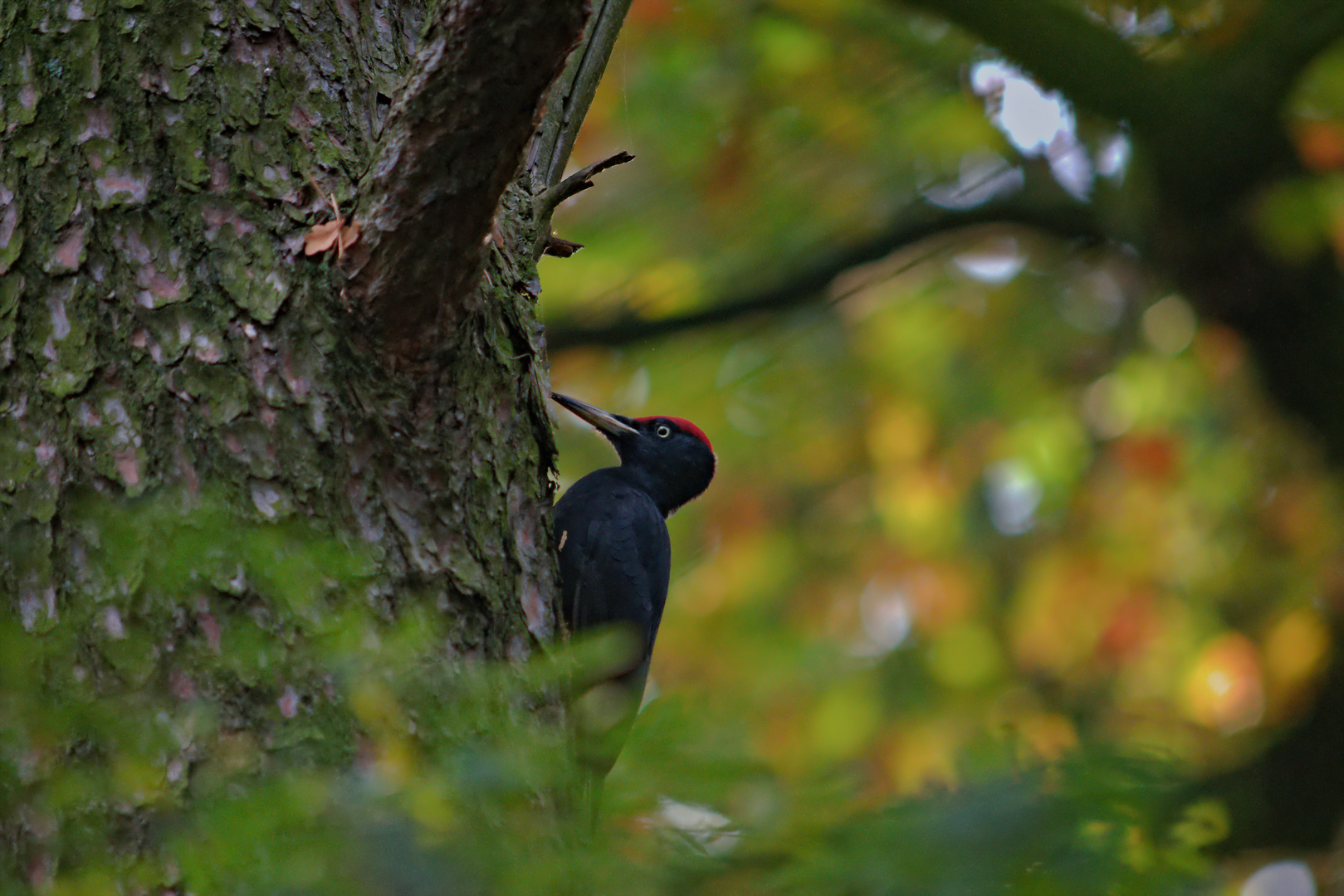 Schwarzspecht (Dryocopus martius)