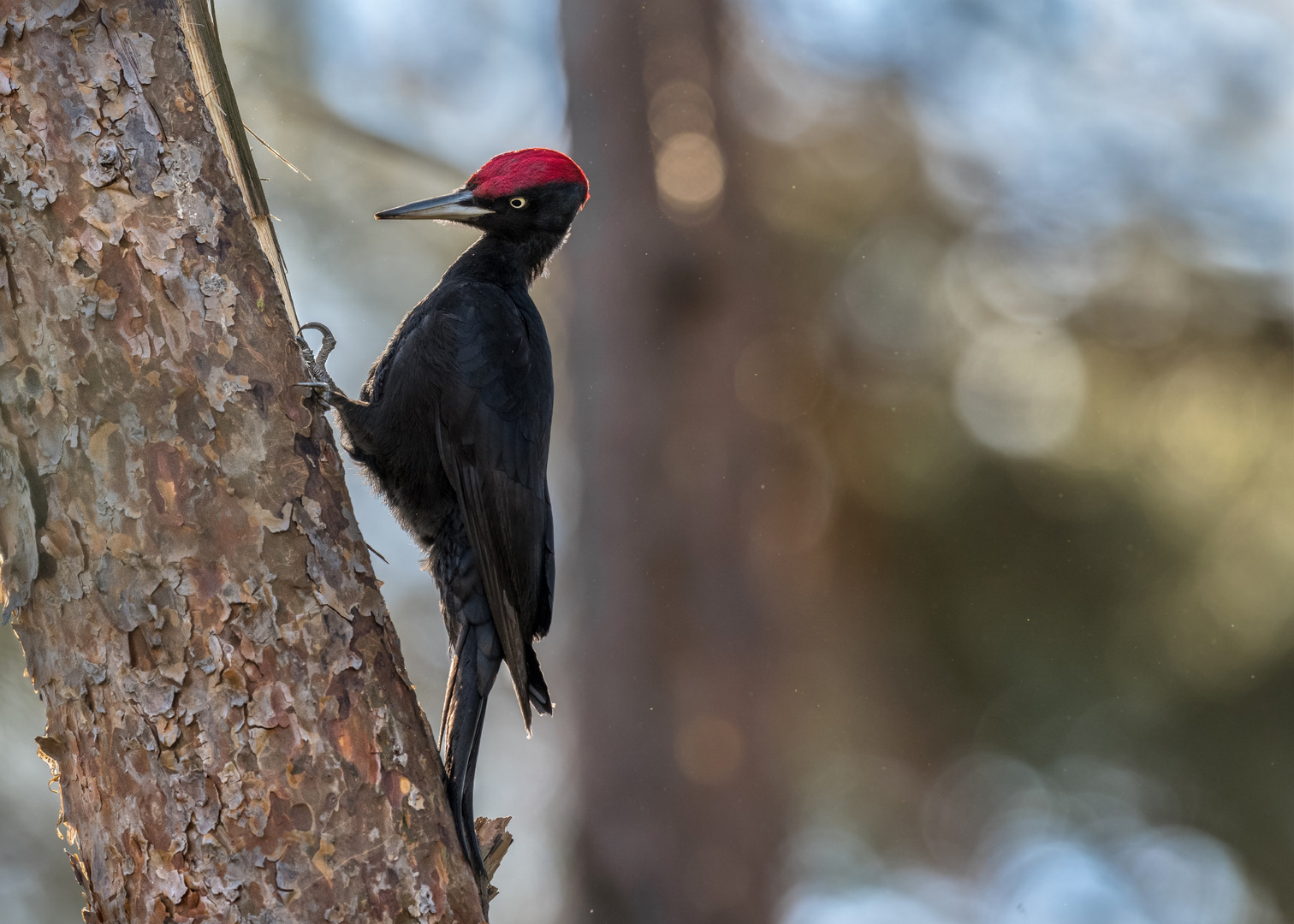 Schwarzspecht (Dryocopus martius)