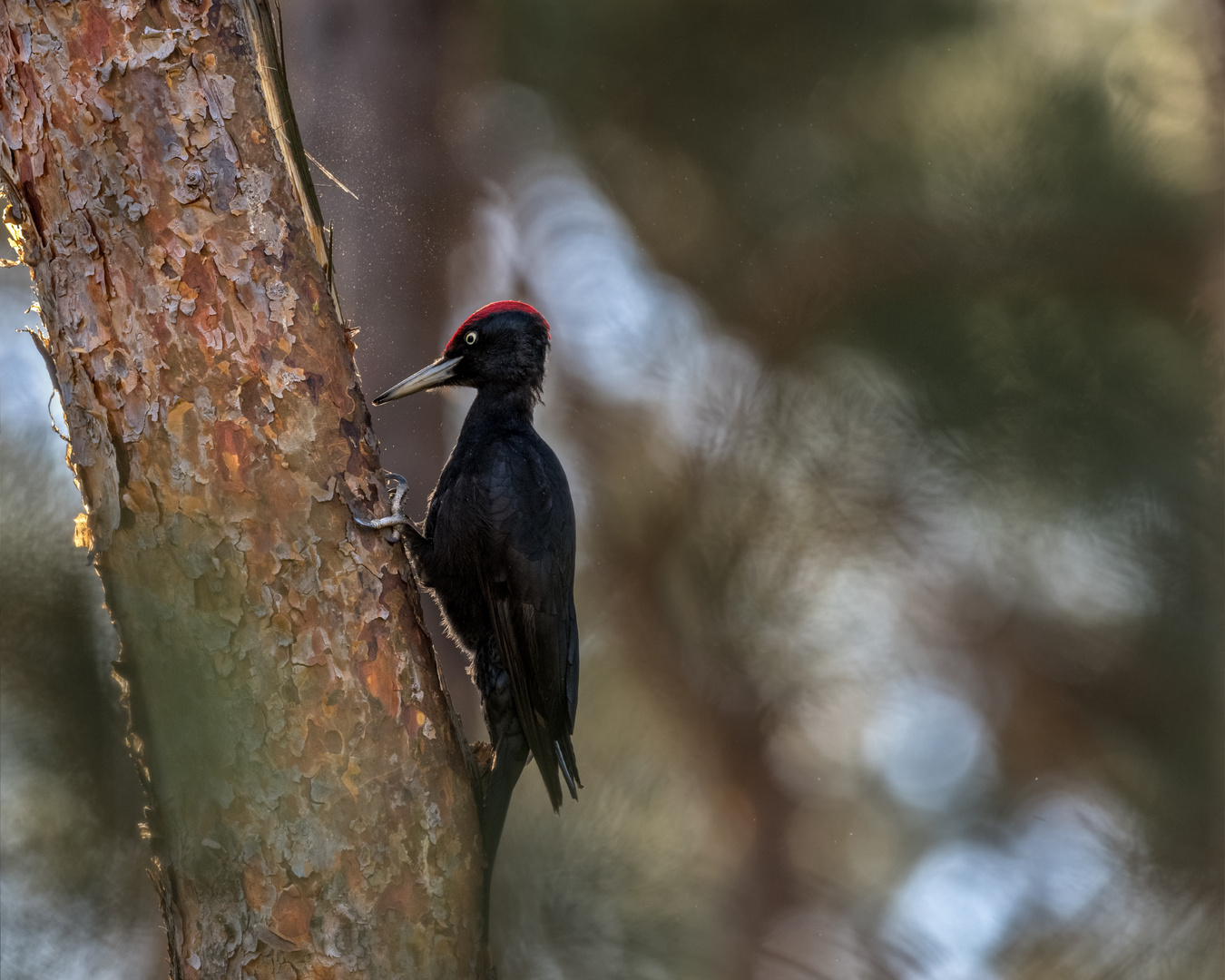 Schwarzspecht (Dryocopus martius)