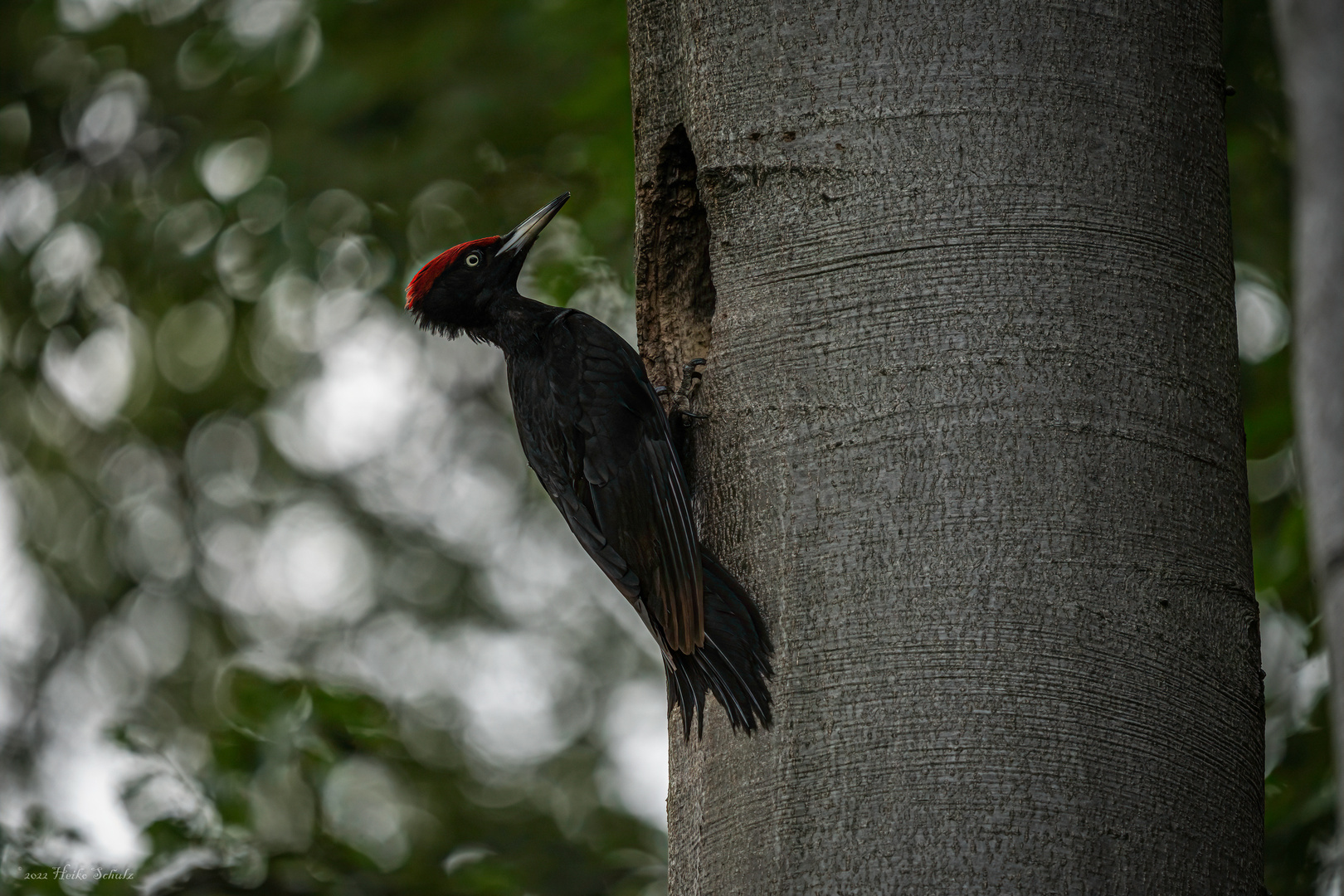 Schwarzspecht Dryocopus martius Foto & Bild deutschland, europe