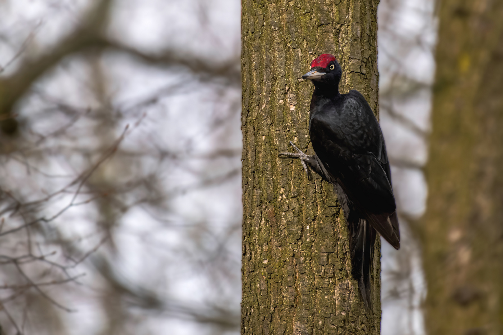 Schwarzspecht (Dryocopus martius) 