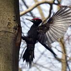 Schwarzspecht (Dryocopus martius)  beim Anflug auf seinen " Neubau" 