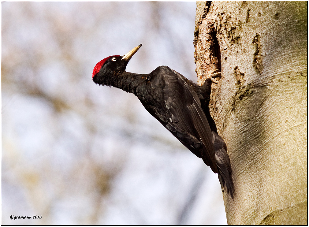 Schwarzspecht  (Dryocopus martius)....