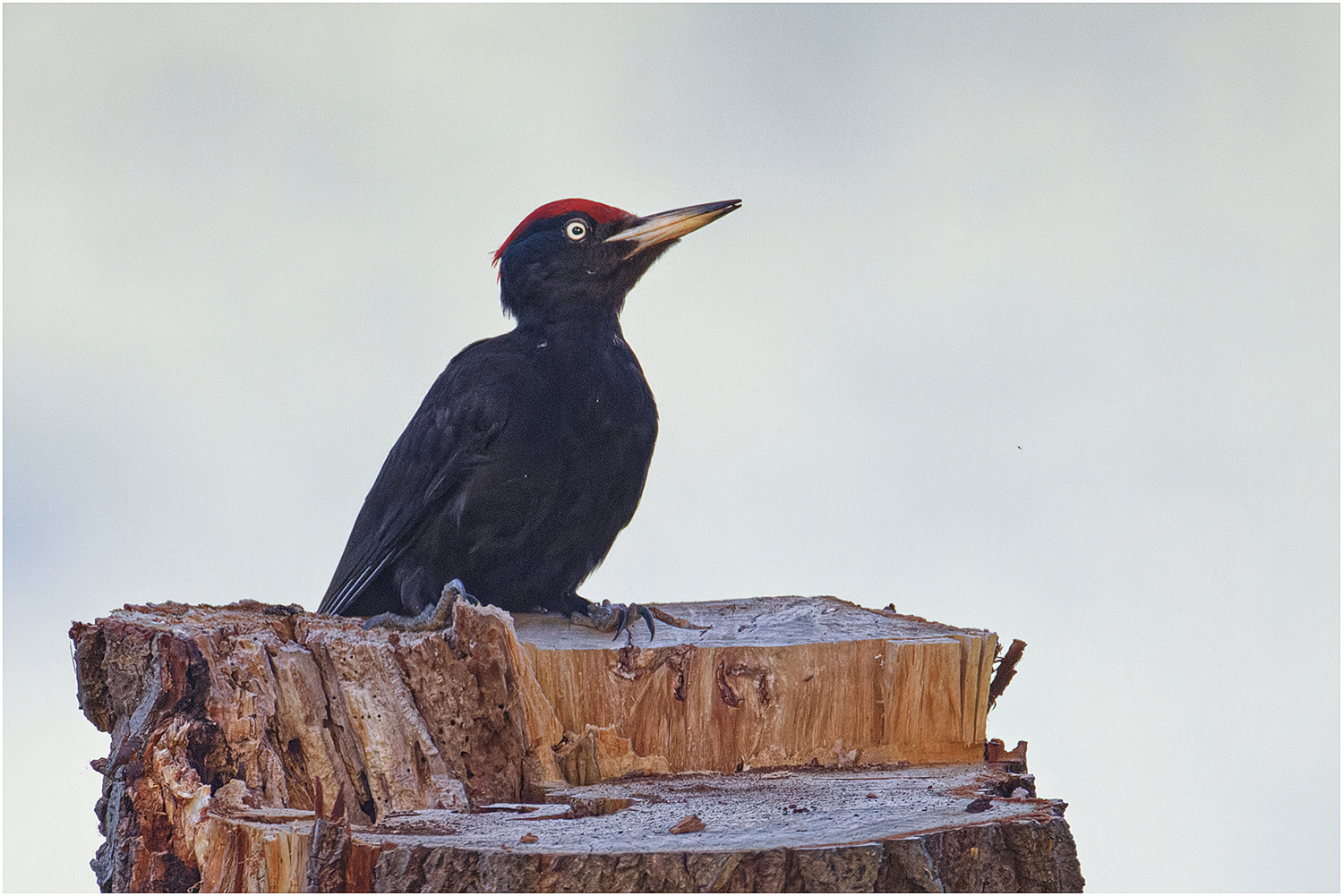 Schwarzspecht  (Dryocopus martius)