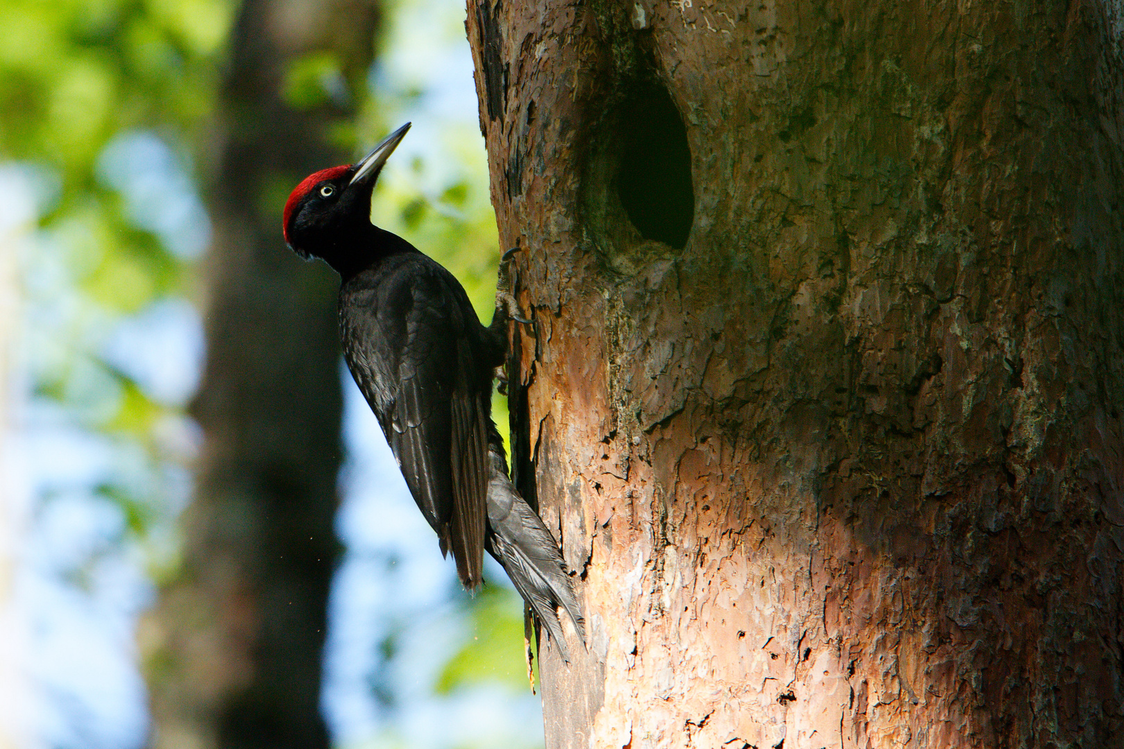 Schwarzspecht (Dryocopus martius)