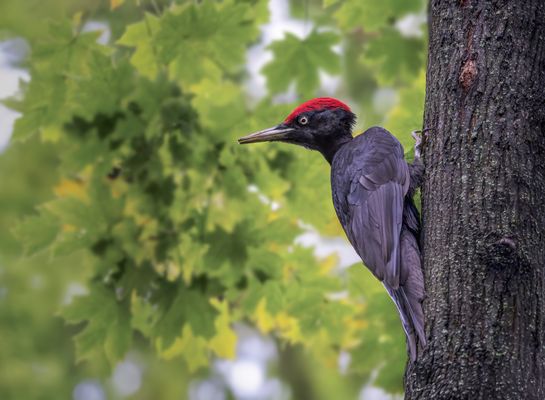  Schwarzspecht (Dryocopus martius)