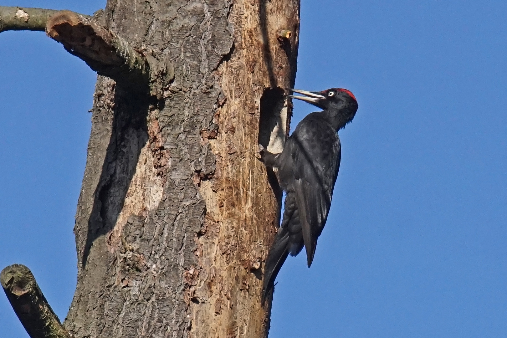 Schwarzspecht (Dryocopus martius), Männchen....