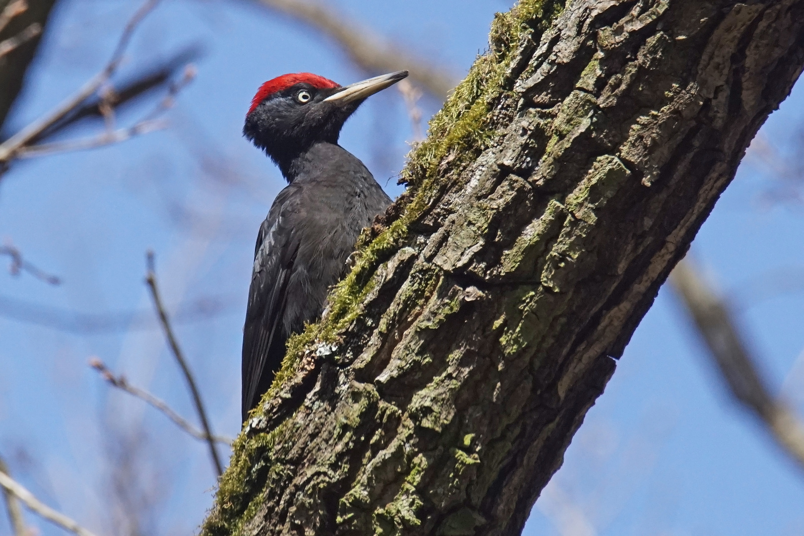 Schwarzspecht (Dryocopus martius), Männchen