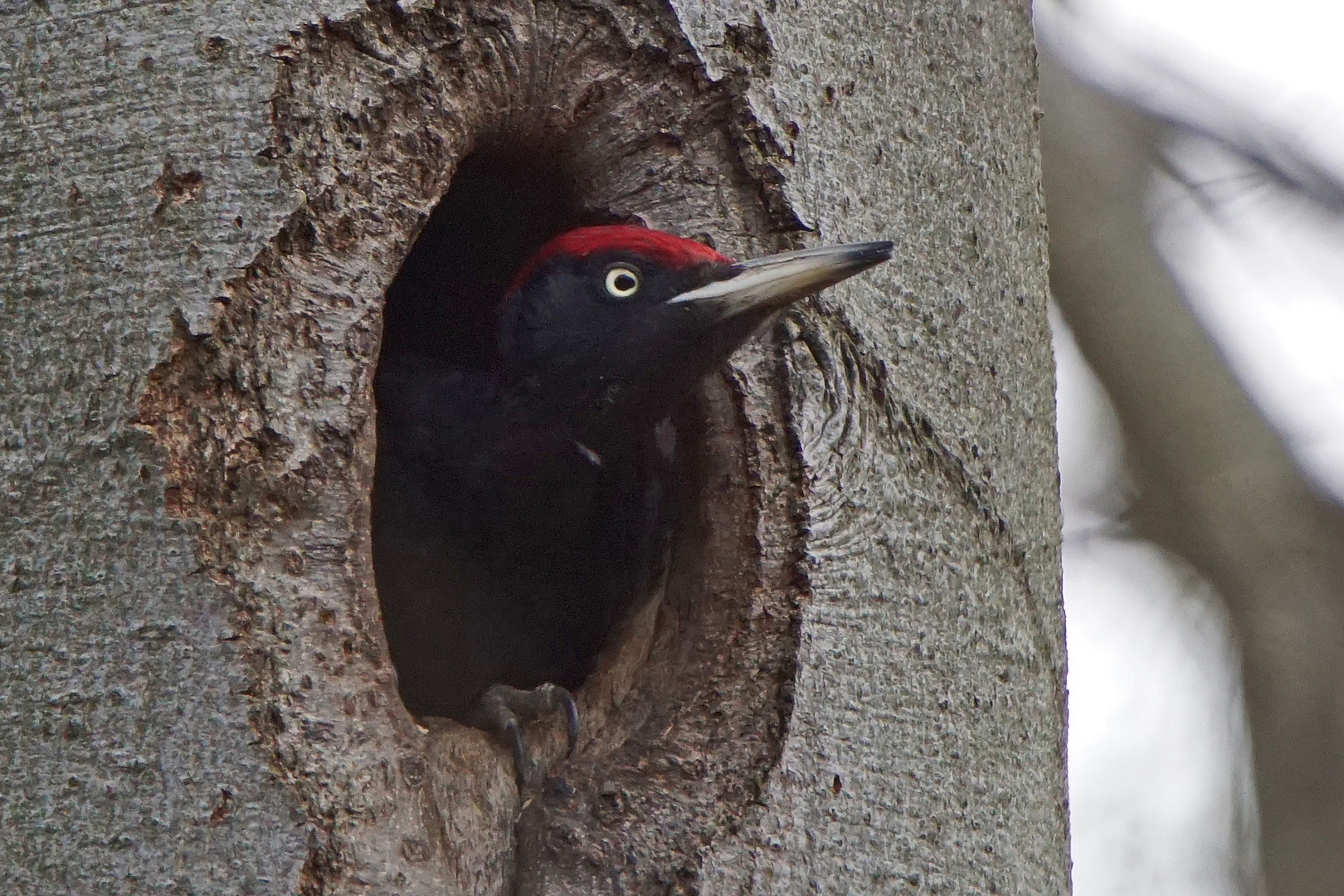 Schwarzspecht (Dryocopus martius), Männchen