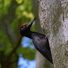 Schwarzspecht  (Dryocopus martius)  Männchen an der Bruthöhle 