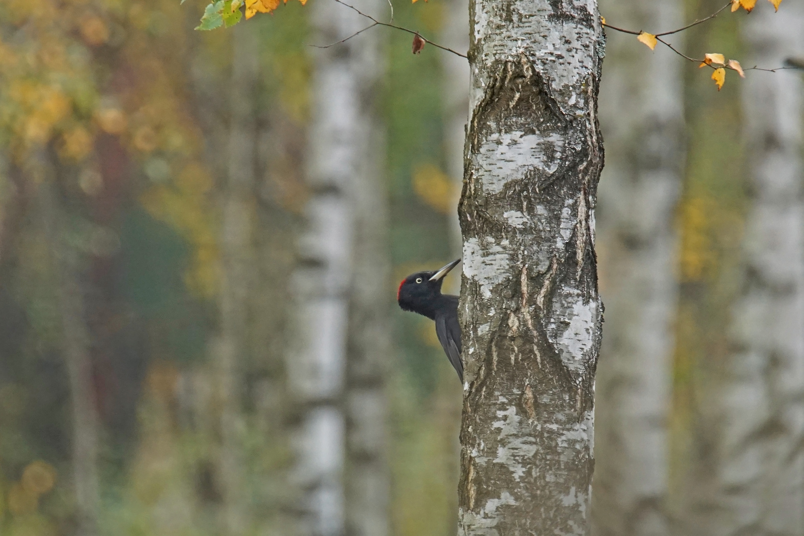 Schwarzspecht (Dryocopus martius), Weibchen