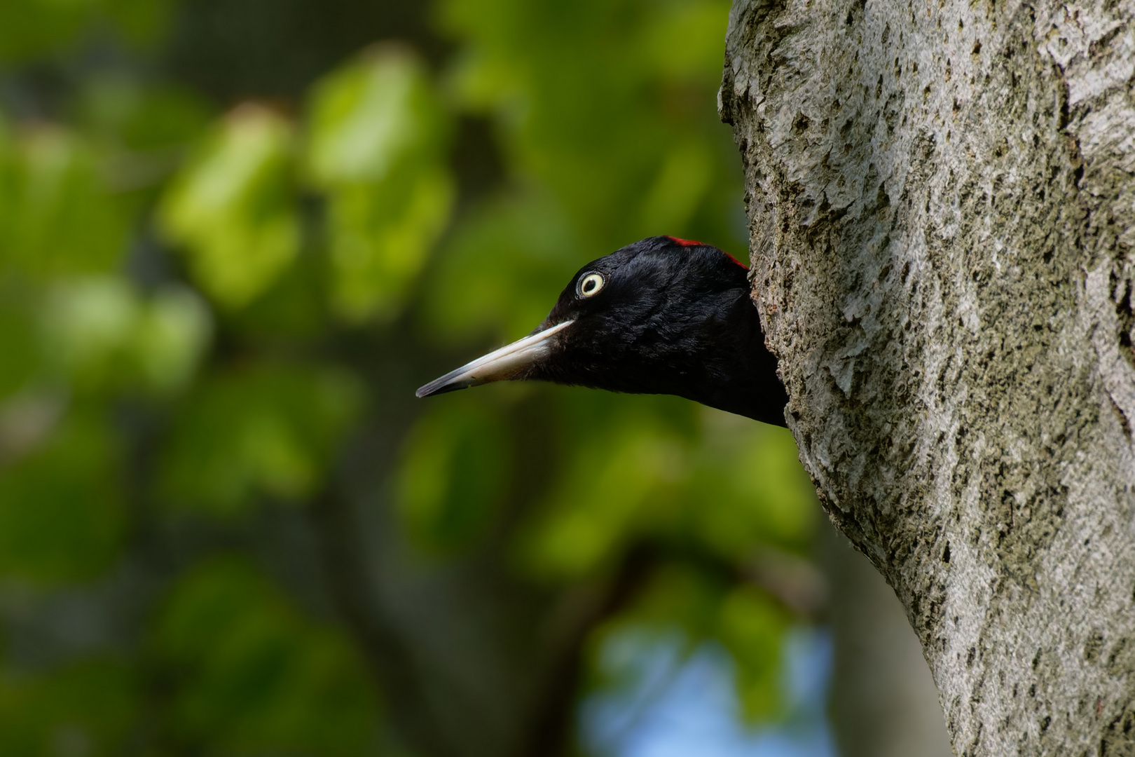 Schwarzspecht  (Dryocopus martius) Weibchen