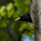 Schwarzspecht  (Dryocopus martius) Weibchen