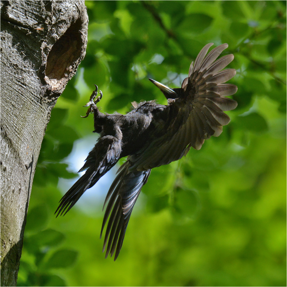 Schwarzspecht im Anflug