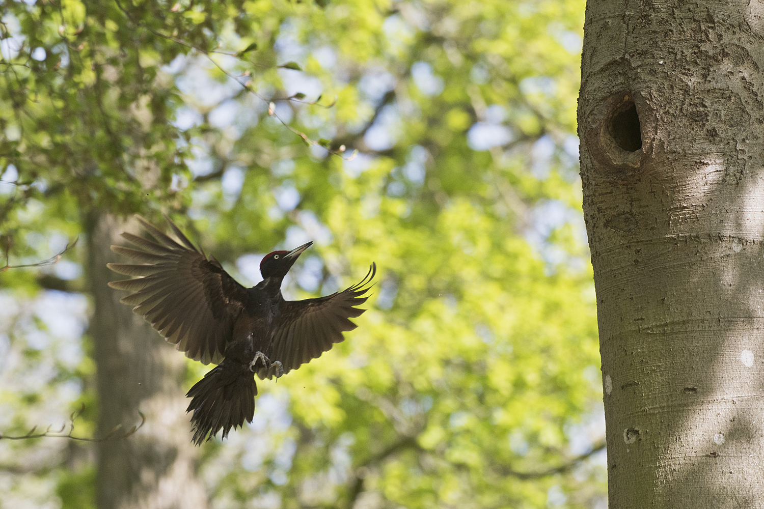 Schwarzspecht im Anflug