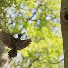 Schwarzspecht im Anflug